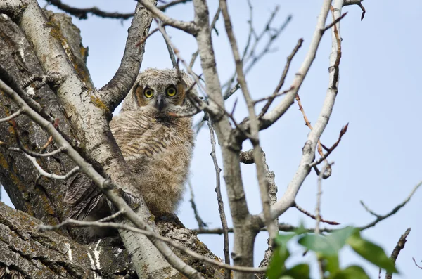 Young Owlet Making Direct Eye Contact With You — Stock Photo, Image