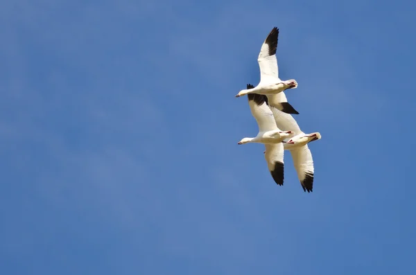 Trois Oies des neiges volant dans un ciel bleu — Photo