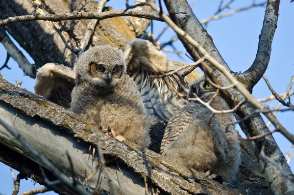 Sevimli genç Owlet ağaca tünemiş — Stok fotoğraf