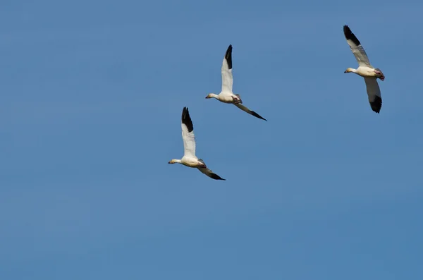 Three Snow Geese Flying in a Blue Sky — Stock Photo, Image