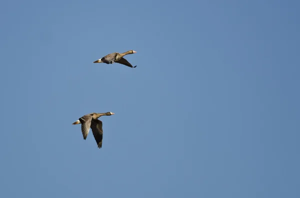 双的更大白-并以此鹅在蓝色的天空中飞翔 — 图库照片