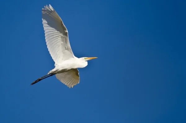 Grande Egret Voando em um céu azul — Fotografia de Stock
