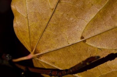 Doğa soyut - Epidermis hücreleri ve ölmek üzere olan bir yaprak damarları