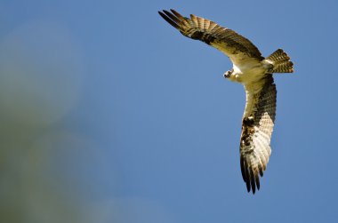 Mavi gökyüzünde uçan Osprey