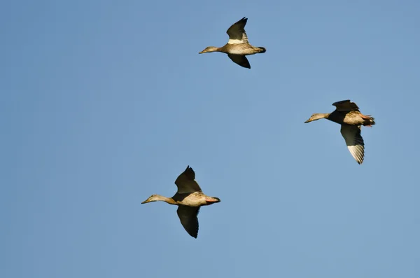 Tres patos Mallard volando en un cielo azul — Foto de Stock