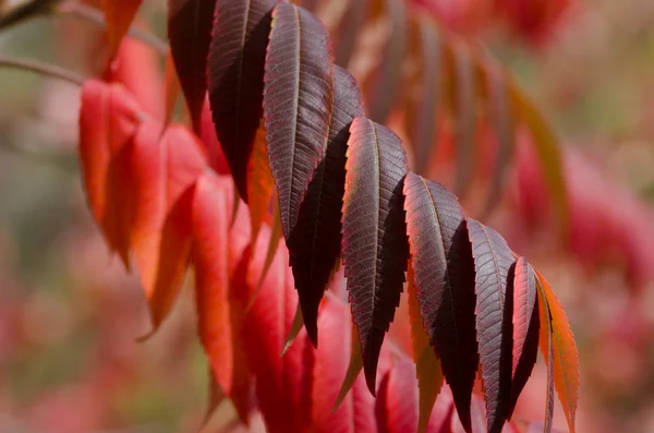 Foglie cremisi di autunno — Foto Stock