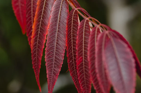 ใบไม้แดงแห่งฤดูใบไม้ร่วง — ภาพถ่ายสต็อก