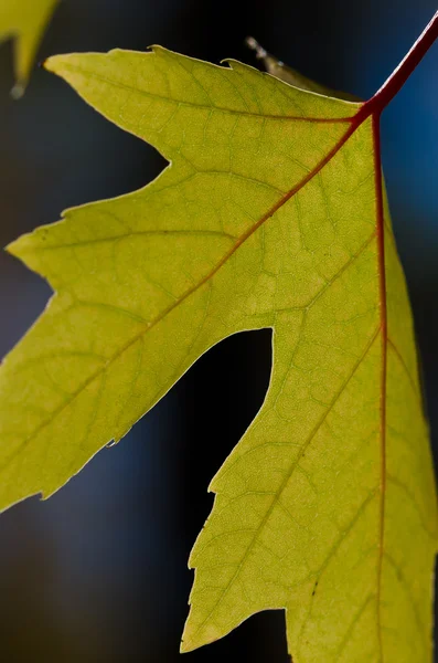 Gouden bladeren van de herfst — Stockfoto