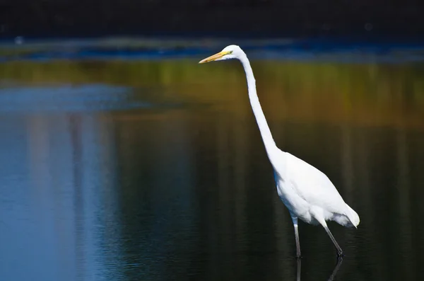 Silberreiher jagen im Herbst nach Fischen — Stockfoto