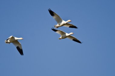Mavi Gökte Uçan Üç Kar Kazı