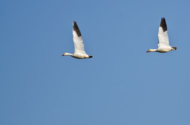 Kar kazları mavi gökyüzünde uçan çifti