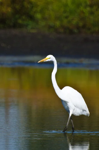 Grande Egret caccia di pesce in autunno — Foto Stock