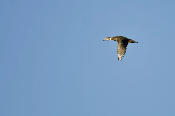 Canard en bois mâle avec plumage d'éclipse volant dans un ciel bleu — Photo