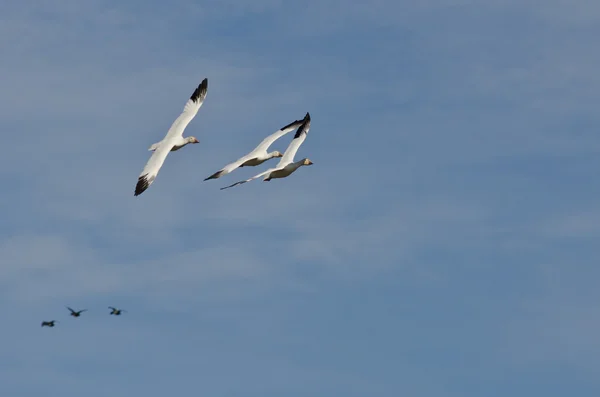 Trois Oies des neiges volant dans un ciel bleu — Photo