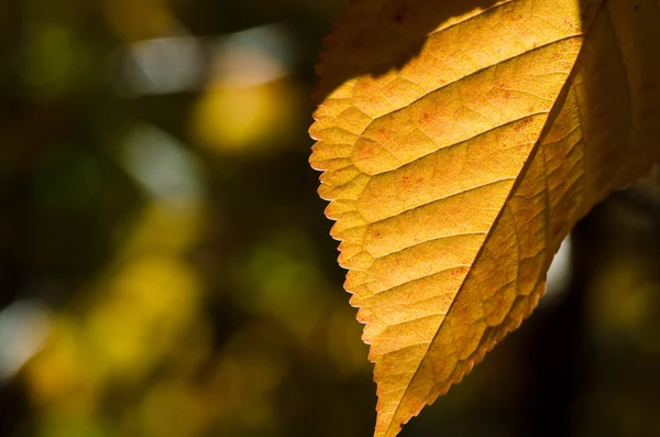 As Folhas do Outono — Fotografia de Stock