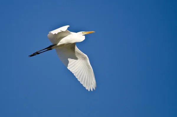 Great Egret Volando en un cielo azul —  Fotos de Stock