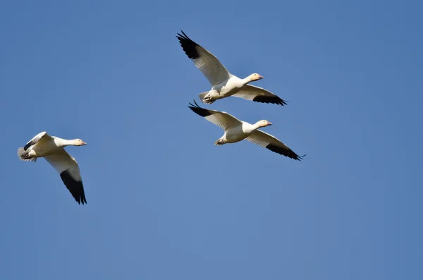 Три снежных гуся, летящих в голубом небе — стоковое фото