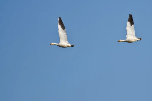 Par de gansos da neve voando em um céu azul — Fotografia de Stock
