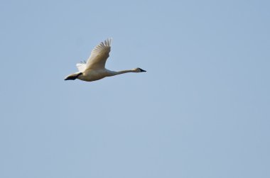 Mavi gökyüzünde uçan Tundra Kuğu