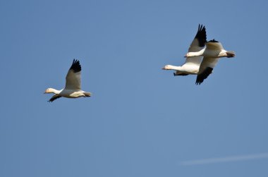 Mavi Gökte Uçan Üç Kar Kazı