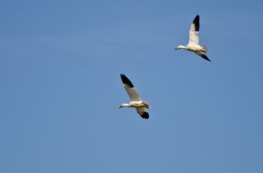 Kar kazları mavi gökyüzünde uçan çifti