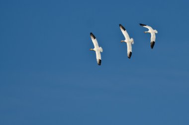Mavi Gökte Uçan Üç Kar Kazı
