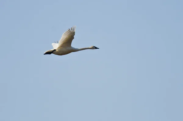 Tundra Swan Летит в голубом небе — стоковое фото