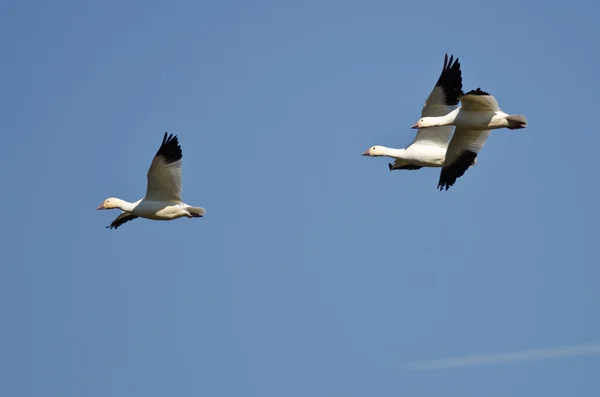 Três gansos da neve voando em um céu azul — Fotografia de Stock