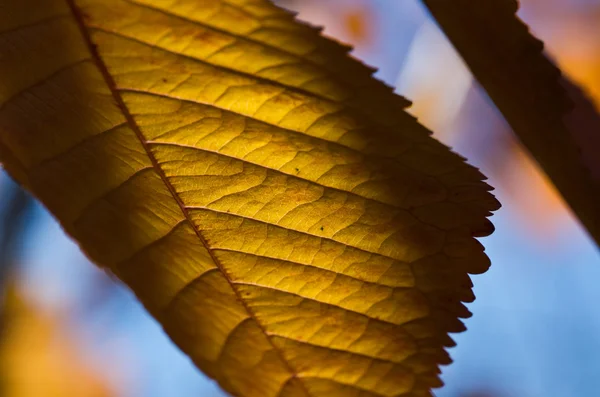 The Leaves of Autumn — Stock Photo, Image