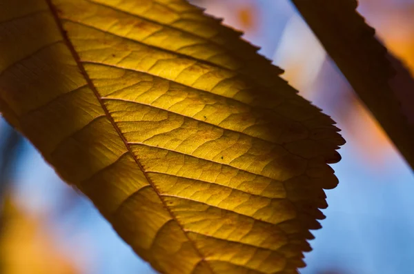 Las hojas del otoño —  Fotos de Stock