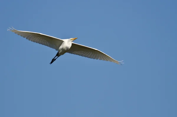 Grande aigrette volant dans un ciel bleu — Photo