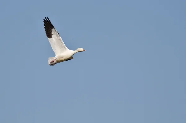 青い空を飛んでいる唯一の雪ガチョウ — ストック写真