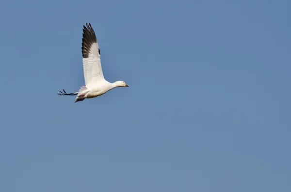 Lone Snow Goose Flying in a Blue Sky — Stock Photo, Image