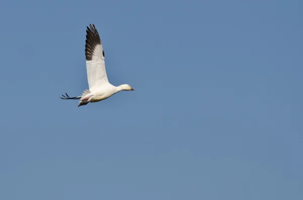 Oie des neiges solitaire volant dans un ciel bleu — Photo