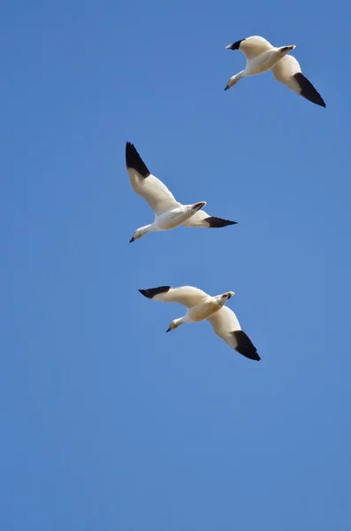 Tre snögäss flyger i en blå himmel — Stockfoto