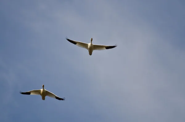 Pareja de gansos de nieve volando en un cielo nublado — Foto de Stock