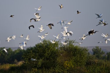 Su kuşları bataklık üzerinde uçan büyük sürüsü