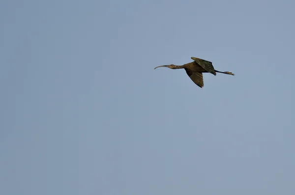 Único Ibis de rosto branco voando em um céu azul — Fotografia de Stock