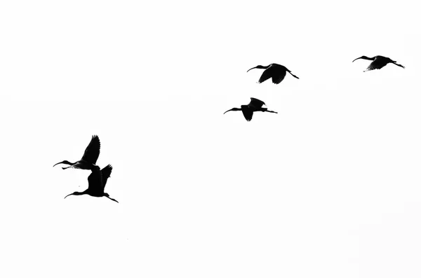 Petit troupeau d'ibis à face blanche Silhouette sur fond blanc propre — Photo