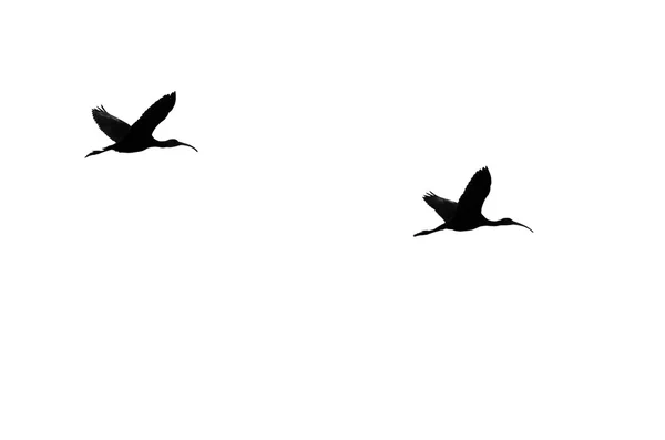 AK Ibis temiz beyaz bir arka plan üzerinde kontrast çifti — Stok fotoğraf