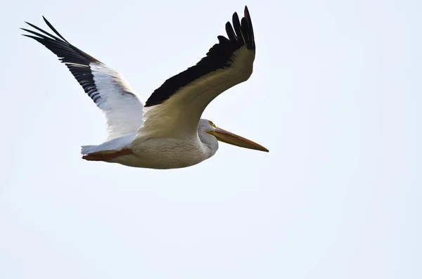Американский одинокий белый пеликан летает на чистом белом фоне — стоковое фото