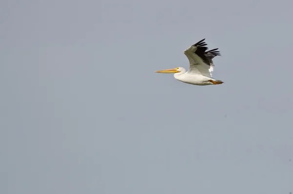 Pélican blanc américain solitaire volant dans un ciel bleu — Photo