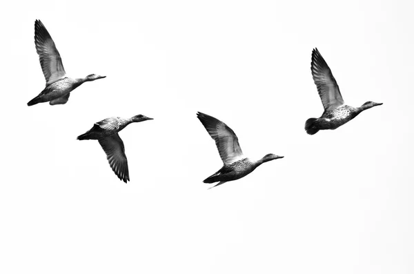 Pequeno bando de patos voando em um fundo branco — Fotografia de Stock