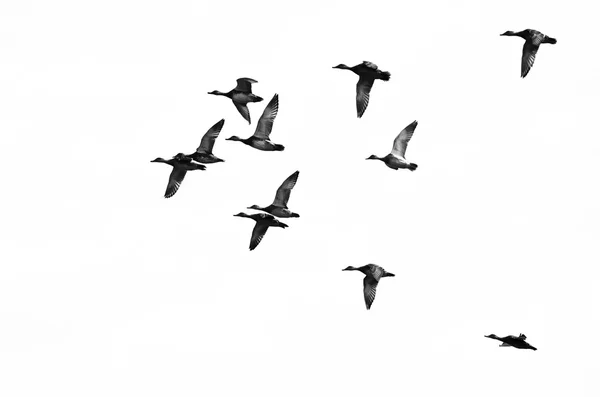 Küçük beyaz bir arka plan üzerinde uçan ördek sürüsü