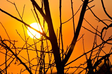 Sabah güneşin ışığında kontrast çorak ağaç dalları