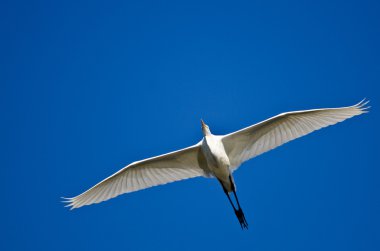 Büyük Akbalıkçıl Mavi Gökte Uçuyor