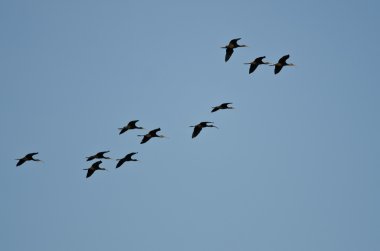 Mavi gökyüzünde uçan başlıklı Ibis sürüsü