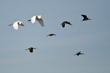 White-Faced Ibis and Great Egrets Flying in a Blue Sky clipart