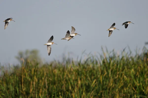 Troupeau de bécasseaux volant à basse altitude au-dessus du marais — Photo