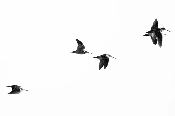 Flock of Sandpipers Flying on a White Background — Stock Photo, Image